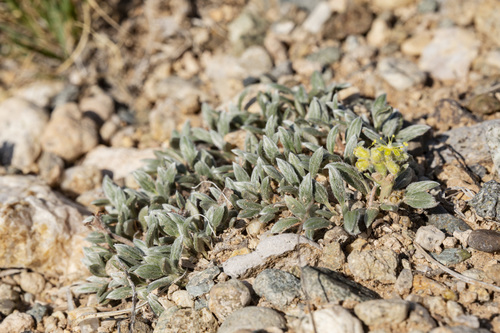 Eriogonum lachnogynum var. colobum