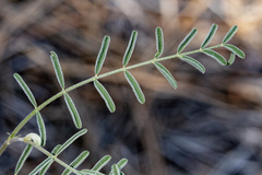 Astragalus puniceus gertrudis