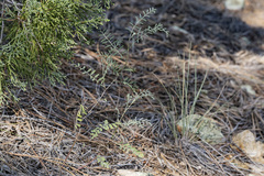 Astragalus puniceus gertrudis