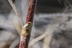 Astragalus puniceus gertrudis