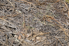 Astragalus puniceus gertrudis