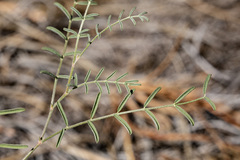 Astragalus puniceus gertrudis