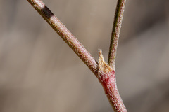 Astragalus puniceus gertrudis