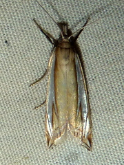 Crambus satrapellus
