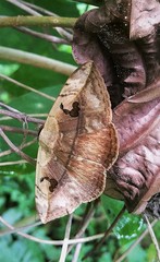 Hypopyra vespertilio