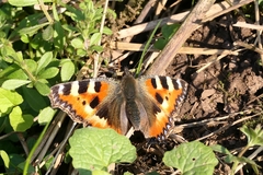 Aglais urticae
