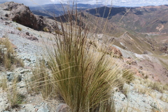 Festuca weberbaueri