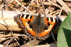 Aglais urticae