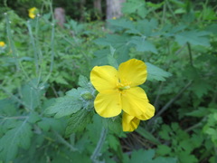 Chelidonium asiaticum