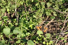 Aglais urticae