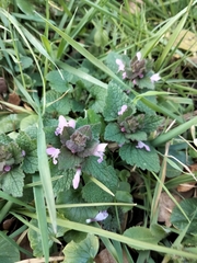 Lamium purpureum