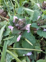 Lamium purpureum
