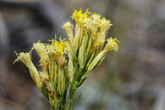 Chrysothamnus depressus