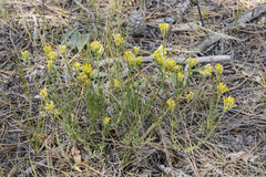 Chrysothamnus depressus