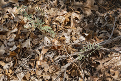 Astragalus puniceus gertrudis