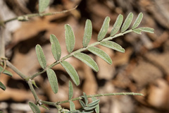 Astragalus puniceus gertrudis