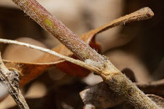 Astragalus puniceus gertrudis