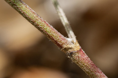 Astragalus puniceus gertrudis
