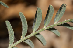 Astragalus puniceus gertrudis