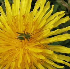 Tettigonia viridissima