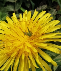 Tettigonia viridissima