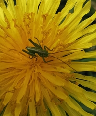 Tettigonia viridissima