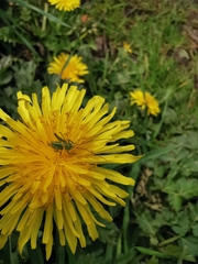 Tettigonia viridissima