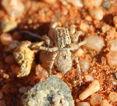 Salticidae