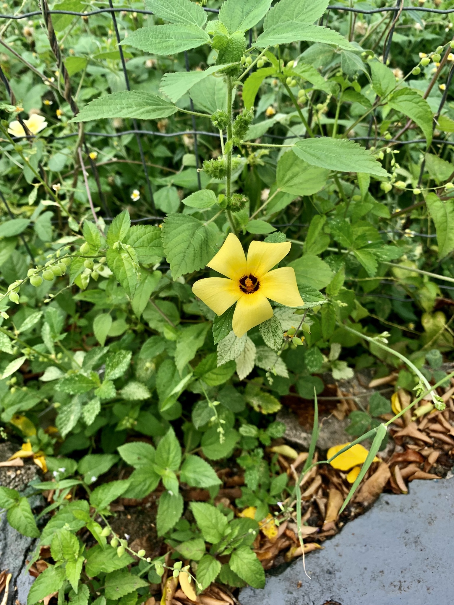 Turnera subulata