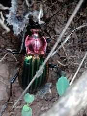 Carabus lineatus