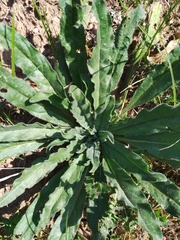 Echium vulgare