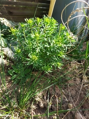 Euphorbia cyparissias