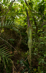 Amorphophallus hirtus