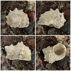 Turbo radiatus