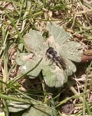 Andrena