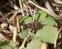Osmia bicolor