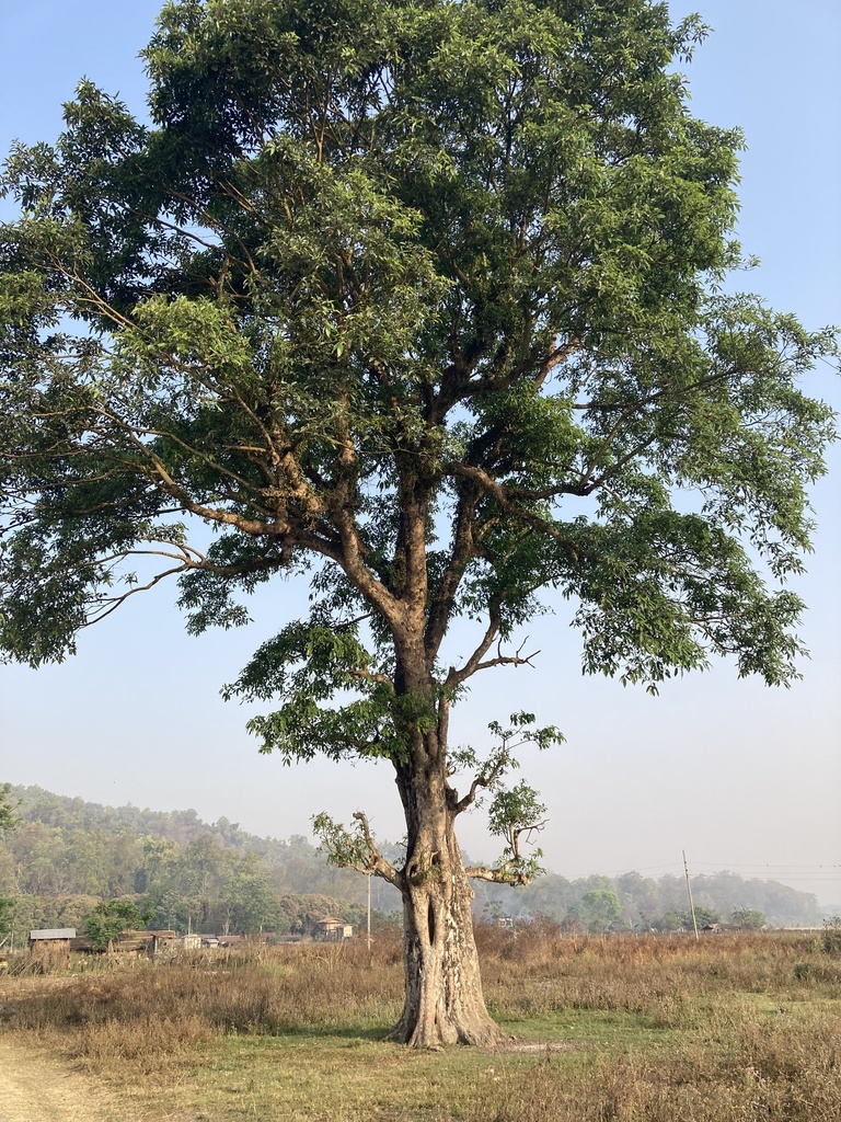 Ficus racemosa, Narayani, NP