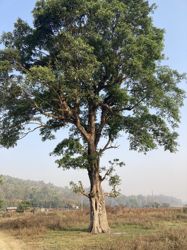 Ficus racemosa