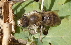 Osmia bicolor