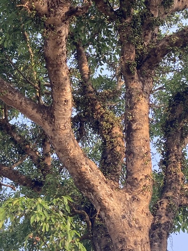 Ficus racemosa