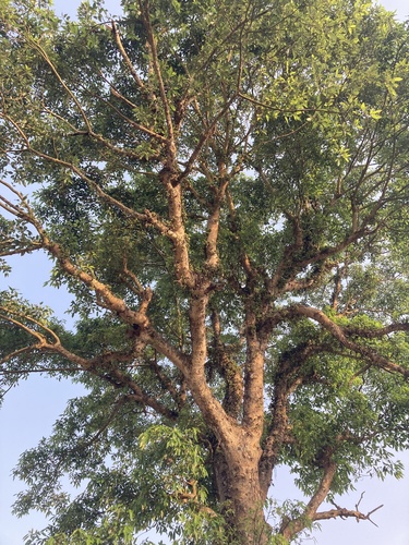 Ficus racemosa