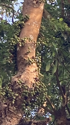 Ficus racemosa
