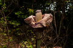 Amorphophallus hirtus