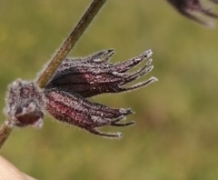 Syncolostemon macrophyllus