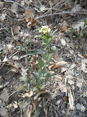 Pseudoturritis turrita