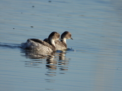 Podiceps occipitalis