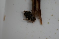 Nebrioporus nipponicus