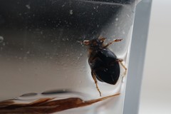 Nebrioporus nipponicus