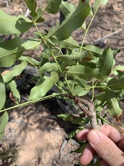 Flindersia australis