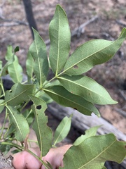 Flindersia australis